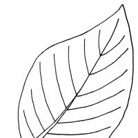 Desenhos para colorir Folhas