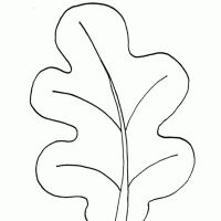 Desenhos para colorir Folhas
