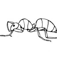 Desenhos para colorir Formigas
