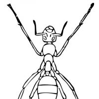 Desenhos para colorir Formigas