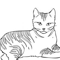 Gatos