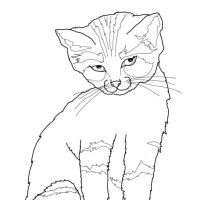 Desenhos para colorir Gatos