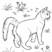 Desenhos para colorir Gatos