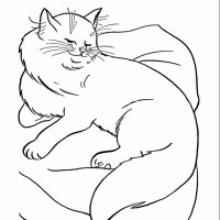 Desenhos para colorir Gatos