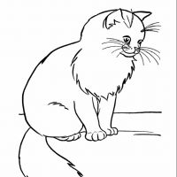 Desenhos para colorir Gatos