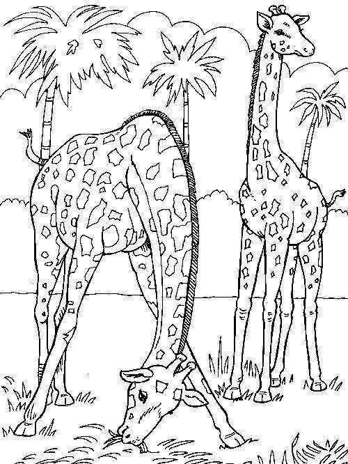 Desenho para colorir