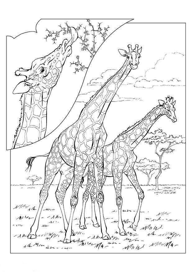 Desenho para colorir
