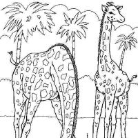Desenhos para colorir Girafas