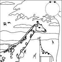 Girafas