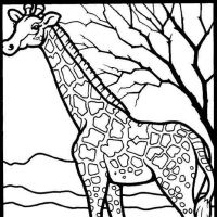 Desenhos para colorir Girafas