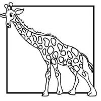 Desenhos para colorir Girafas