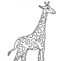 Desenhos para colorir Girafas