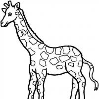 Desenhos para colorir Girafas