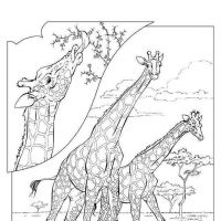 Desenhos para colorir Girafas