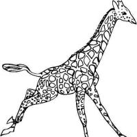 Desenhos para colorir Girafas