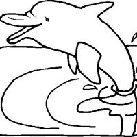 Desenhos para colorir Golfinhos