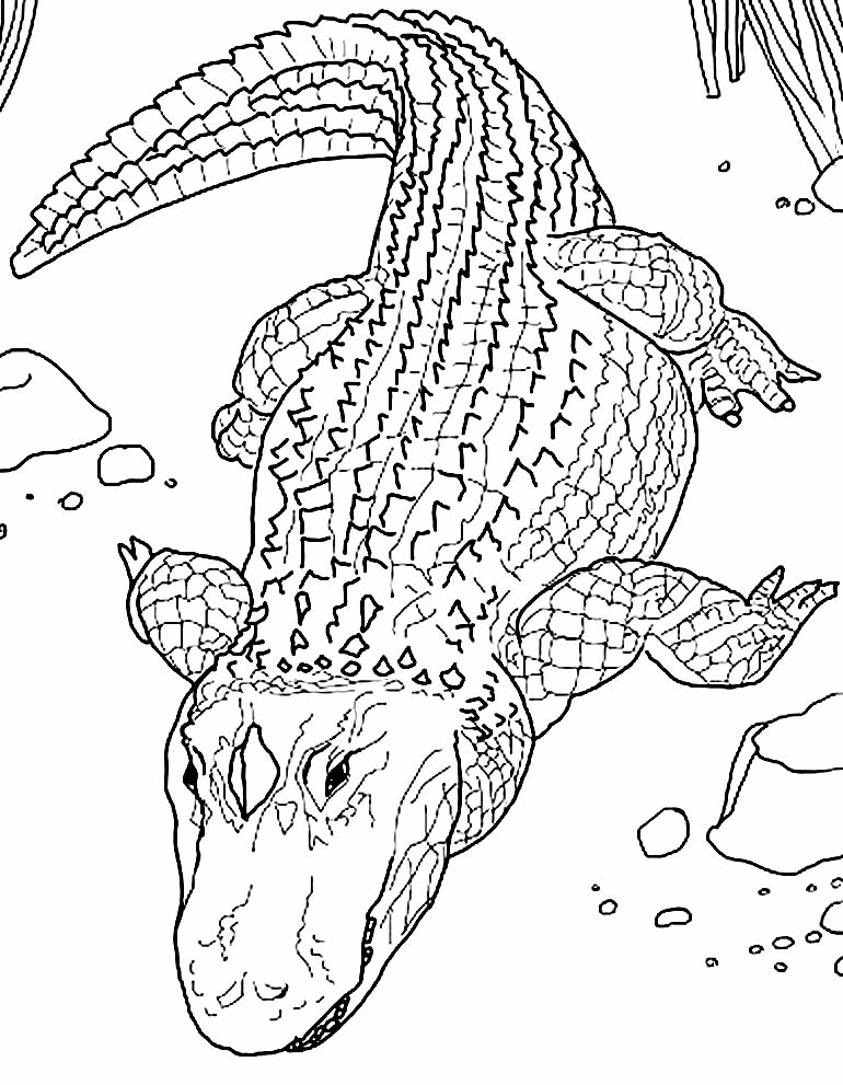 Desenho para imprimir