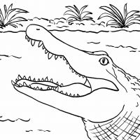 Desenhos para colorir Jacarés