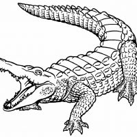Desenhos para colorir Jacarés