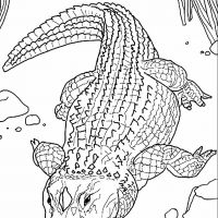 Desenhos para colorir Jacarés