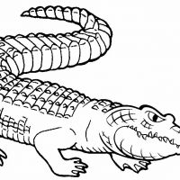 Desenhos para colorir Jacarés