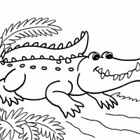 Desenhos para colorir Jacarés