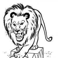 Desenhos para colorir Leões