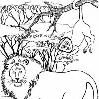 Desenhos para colorir Leões