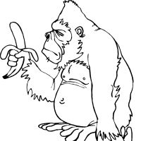 Desenhos para colorir Macacos