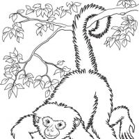 Desenhos para colorir Macacos
