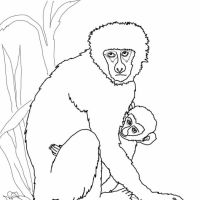 Desenhos para colorir Macacos