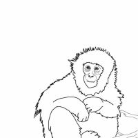 Desenhos para colorir Macacos