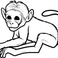 Desenhos para colorir Macacos