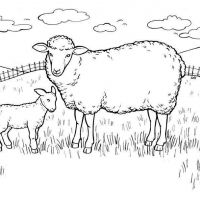 Desenhos para colorir Ovelha