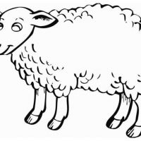 Desenhos para colorir Ovelha