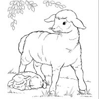 Desenhos para colorir Ovelha