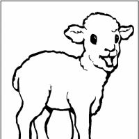 Desenhos para colorir Ovelha