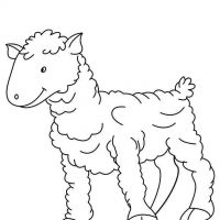 Desenhos para colorir Ovelha