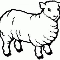 Desenhos para colorir Ovelha