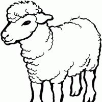 Desenhos para colorir Ovelha