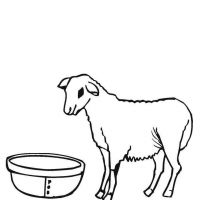 Desenhos para colorir Ovelha