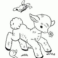 Desenhos para colorir Ovelha
