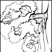 Desenhos para colorir Paisagens