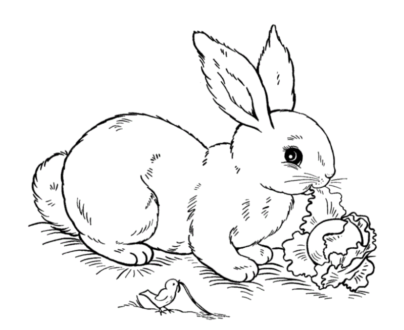 Desenho para colorir