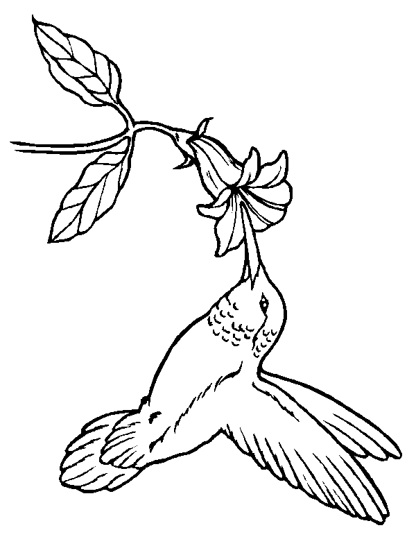 Desenho para colorir