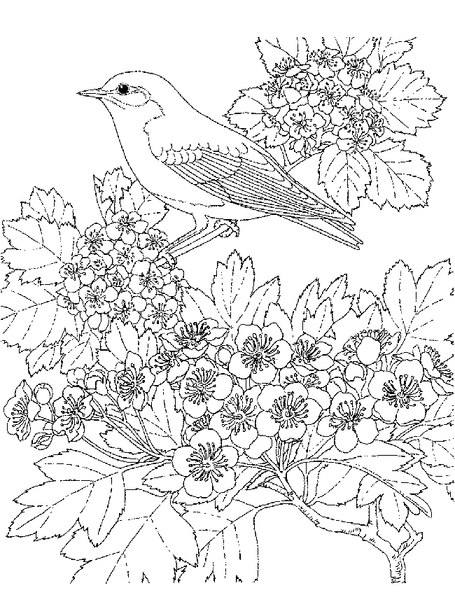 Desenho para imprimir