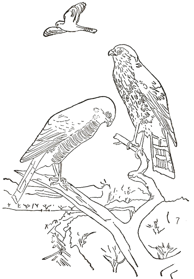 Desenho para colorir