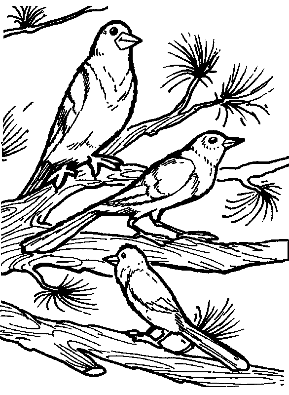 Desenho para colorir