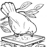 Desenhos para colorir Pássaros