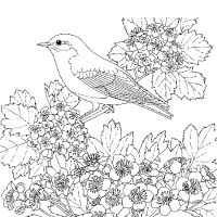 Desenhos para colorir Pássaros